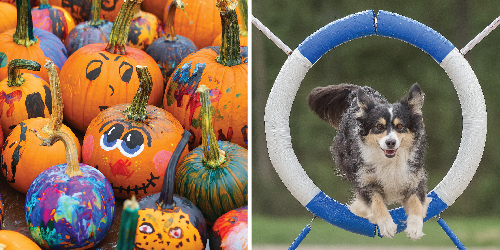 Free pumpkin painting for kids!