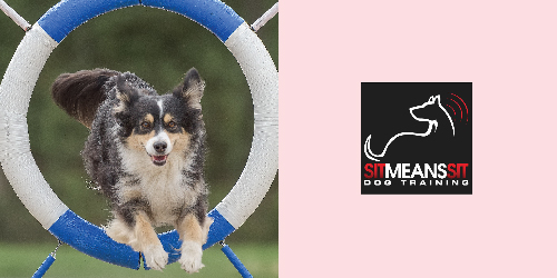 Sit Means Sit Dog Training St. Louis shares expert obedience tips & tricks
