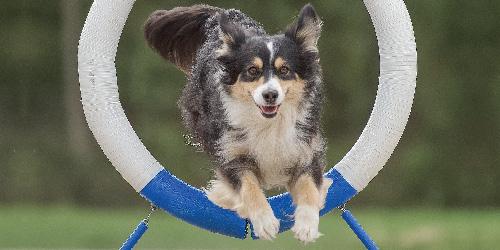 Dog Training, Agility and More Demonstrations
